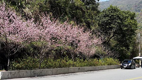 臺中青企社二月登山day2-立鷹山環道11