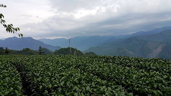 阿里山路邊景觀咖啡15