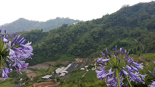 阿里山路邊景觀咖啡02