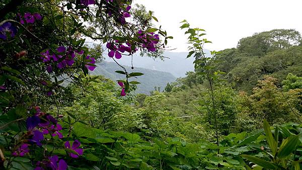 阿里山路邊景觀咖啡01