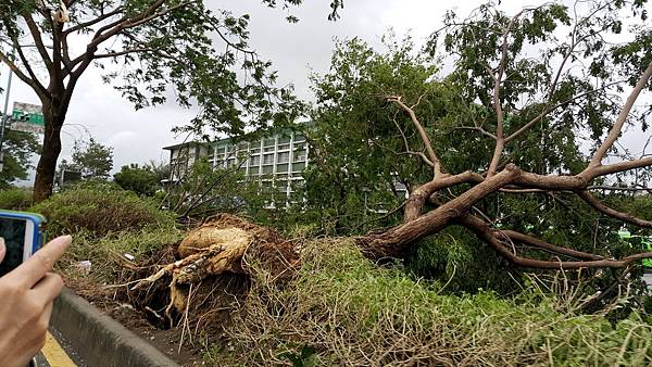 莫蘭蒂颱風重創南部-災後街景20160915