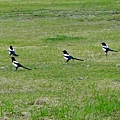 住院期間醫院旁空地的鳥20161209