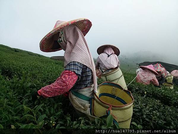 茶園穿梭的採茶女子