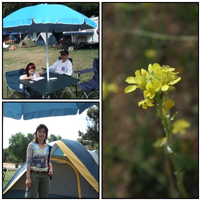 Green Oak Camping