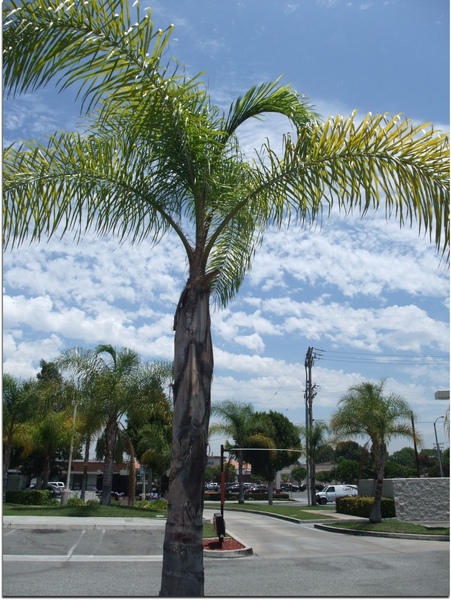 Tree and blue sky