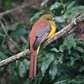 male Orange-breasted Trogon-Amorn.jpg 