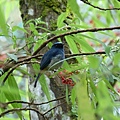 靛藍鶲Indigo Flycatcher-芝芬.JPG