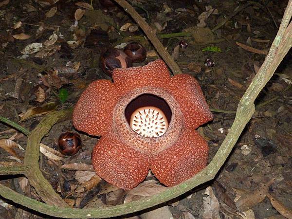 rafflesia-霸王花.JPG