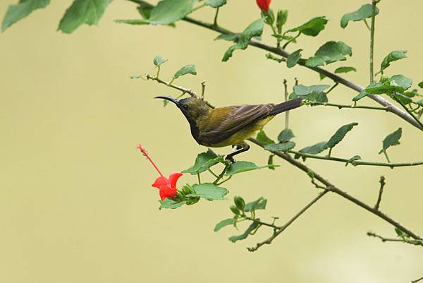 10黃腹花蜜鳥 公(1).JPG