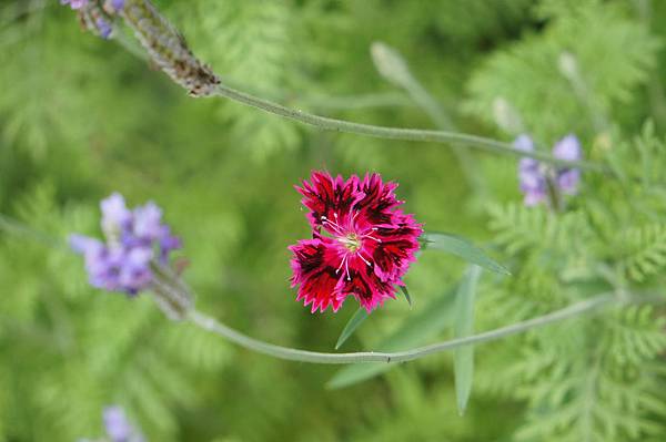 7 大榮花園