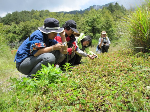 20100606合歡山--碧霞.jpg