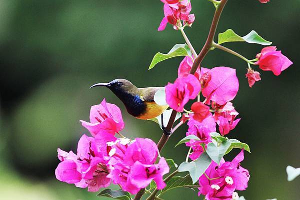 A13- Olive-backed Sunbird (male).jpg