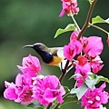 A13- Olive-backed Sunbird (male).jpg