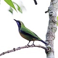 B1-Orange-bellied Leaf-bird 橙腹葉鵯.jpg