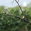 DSC05718_大小.JPG