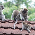 C20-Long-tailedMacaque.jpg