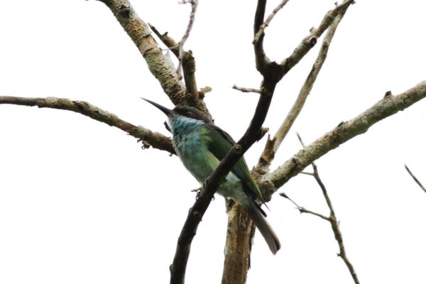 C17-Blue-throated Bee-eater.jpg