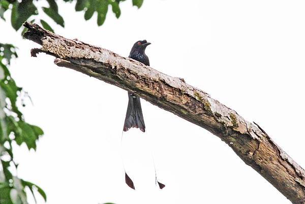 C9-Greater Racket-tailed  Drongo 大盤尾.jpg