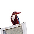 A15-White-throated Kingfisher 白胸翡翠.jpg石明卿