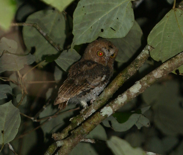 20100808峇哥-鳥-紅角鴞3.jpg