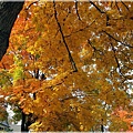 IMG_0782
