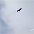 IMG_0922