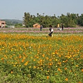 桃園景點推薦-賞花秘境2013蘆竹幸福花海祭