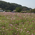 桃園景點推薦-賞花秘境2013蘆竹幸福花海祭