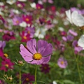 桃園景點推薦-賞花秘境2013蘆竹幸福花海祭