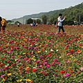 桃園景點推薦-賞花秘境2013蘆竹幸福花海祭