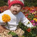 桃園景點推薦-賞花秘境2013蘆竹幸福花海祭