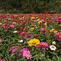 桃園景點推薦-賞花秘境2013蘆竹幸福花海祭