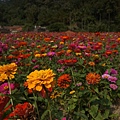 桃園景點推薦-賞花秘境2013蘆竹幸福花海祭