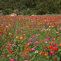 桃園景點推薦-賞花秘境2013蘆竹幸福花海祭