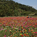 桃園景點推薦-賞花秘境2013蘆竹幸福花海祭