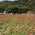 桃園景點推薦-賞花秘境2013蘆竹幸福花海祭