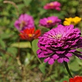 桃園景點推薦-賞花秘境2013蘆竹幸福花海祭