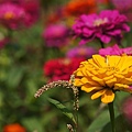 桃園景點推薦-賞花秘境2013蘆竹幸福花海祭