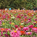 桃園景點推薦-賞花秘境2013蘆竹幸福花海祭