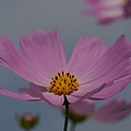 桃園景點推薦-賞花秘境2013蘆竹幸福花海祭