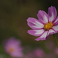 桃園景點推薦-賞花秘境2013蘆竹幸福花海祭