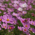 桃園景點推薦-賞花秘境2013蘆竹幸福花海祭