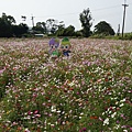 桃園景點推薦-賞花秘境2013蘆竹幸福花海祭