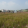 桃園景點推薦-賞花秘境2013蘆竹幸福花海祭