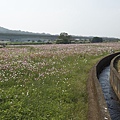 桃園景點推薦-賞花秘境2013蘆竹幸福花海祭