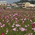 桃園景點推薦-賞花秘境2013蘆竹幸福花海祭