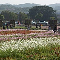 桃園景點推薦-賞花秘境2013蘆竹幸福花海祭