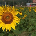 桃園景點推薦-賞花秘境2013蘆竹幸福花海祭