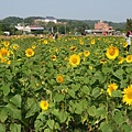 桃園景點推薦-賞花秘境2013蘆竹幸福花海祭