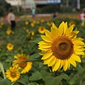 桃園景點推薦-賞花秘境2013蘆竹幸福花海祭